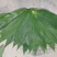 新鲜粽子叶端午节特级粽子叶，竹叶，粽子叶，粽叶