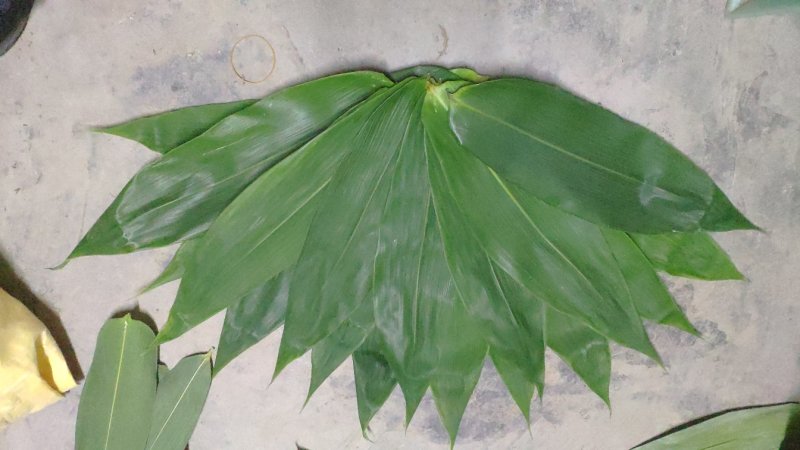 新鲜粽子叶端午节特级粽子叶，竹叶，粽子叶，粽叶