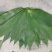 新鲜粽子叶端午节特级粽子叶，竹叶，粽子叶，粽叶