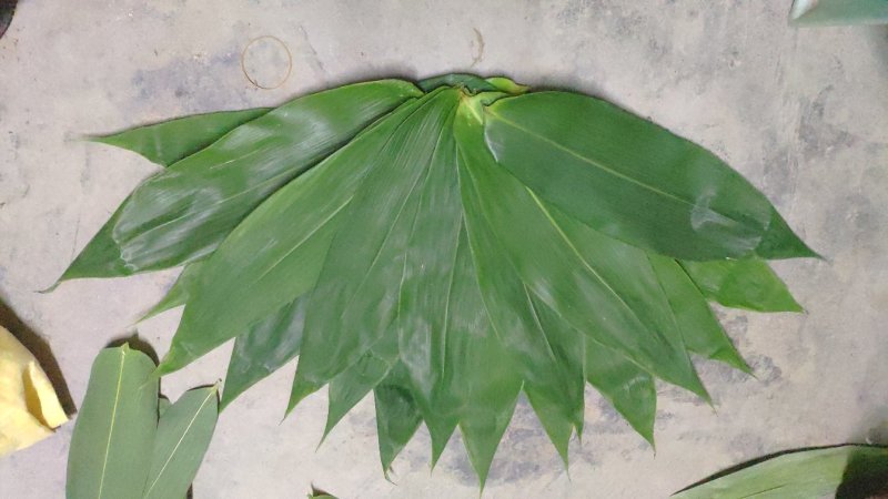 新鲜粽子叶端午节特级粽子叶，竹叶，粽子叶，粽叶