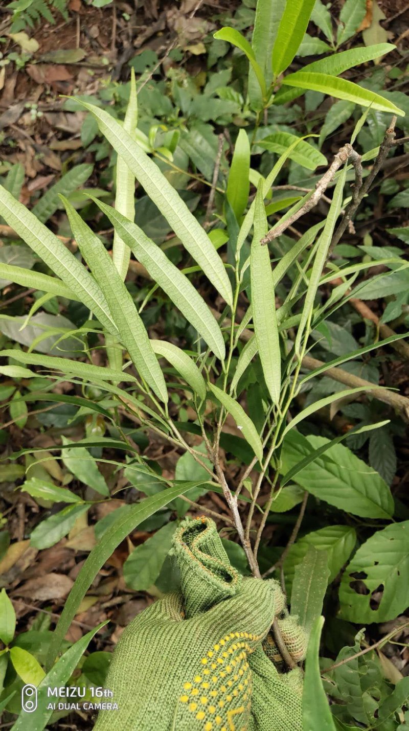 白花牛奶根苗今年种植明年可收，产品新价格高