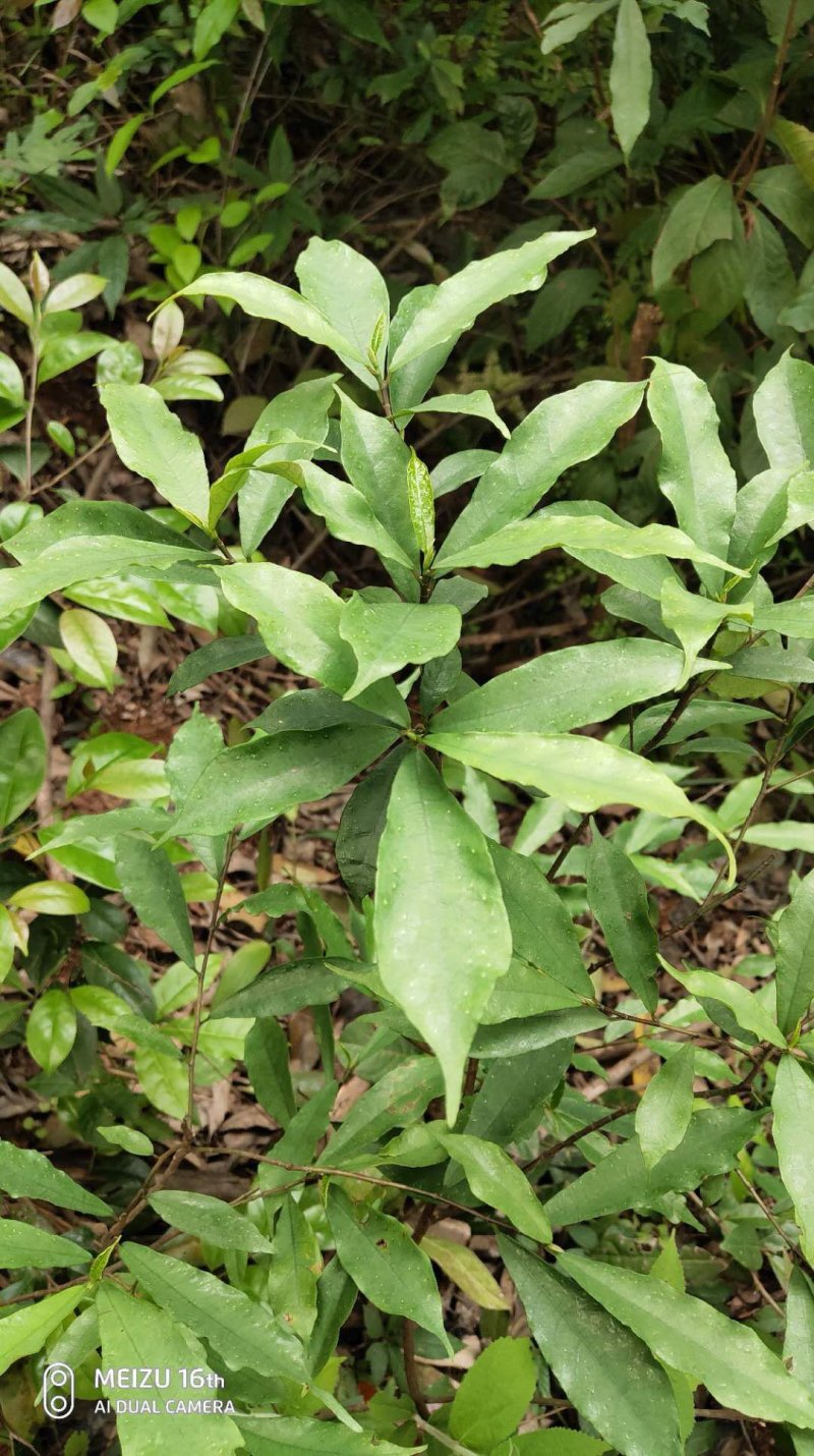 白花牛奶根苗今年种植明年可收，产品新价格高