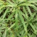 白花牛奶根苗今年种植明年可收，产品新价格高