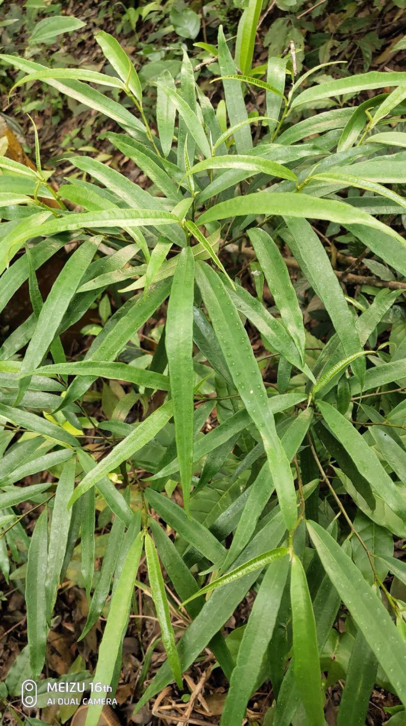 白花牛奶根苗今年种植明年可收，产品新价格高