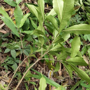白花牛奶根苗今年种植明年可收，产品新价格高