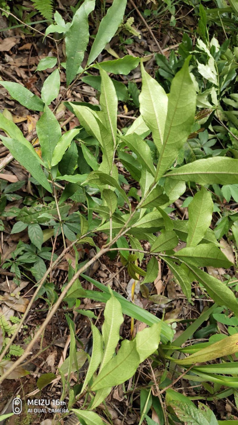 白花牛奶根苗今年种植明年可收，产品新价格高