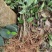 白花牛奶根苗今年种植明年可收，产品新价格高