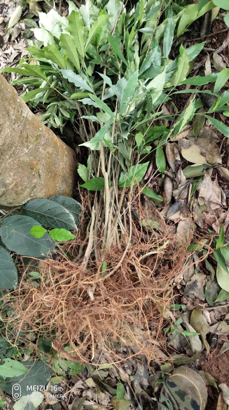 白花牛奶根苗今年种植明年可收，产品新价格高
