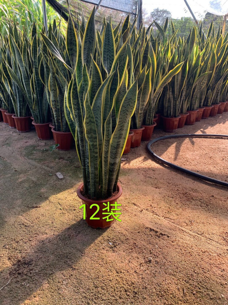 虎皮兰大小规格带盆整箱批发常年供应