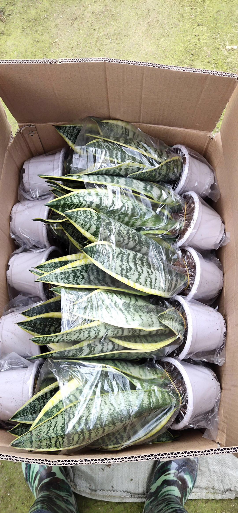 虎皮兰大小规格带盆整箱批发常年供应