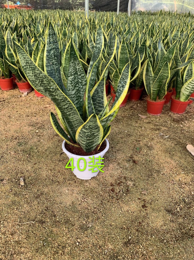 虎皮兰大小规格带盆整箱批发常年供应