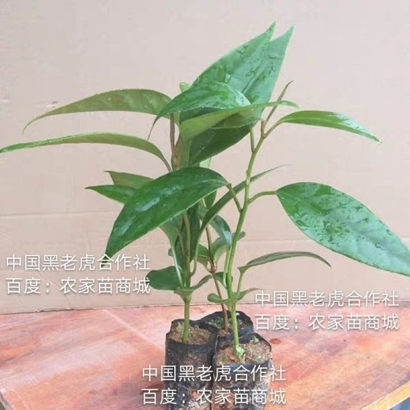 【无籽推广】黑老虎苗10株包邮果包回收~布福娜苗