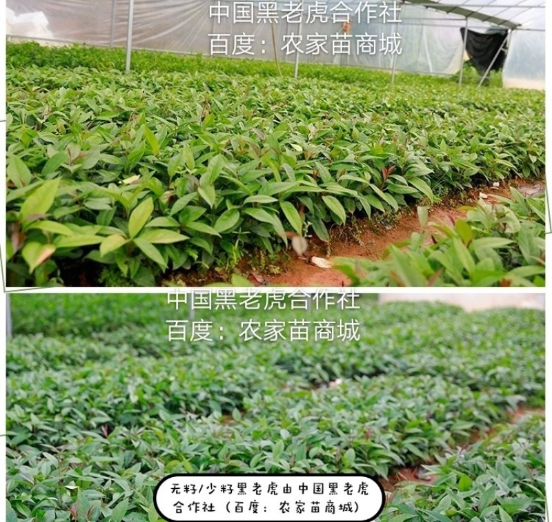 【无籽推广】黑老虎苗10株包邮果包回收~布福娜苗