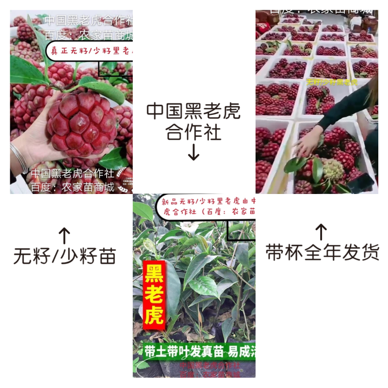 【无籽推广】黑老虎苗10株包邮果包回收~布福娜苗