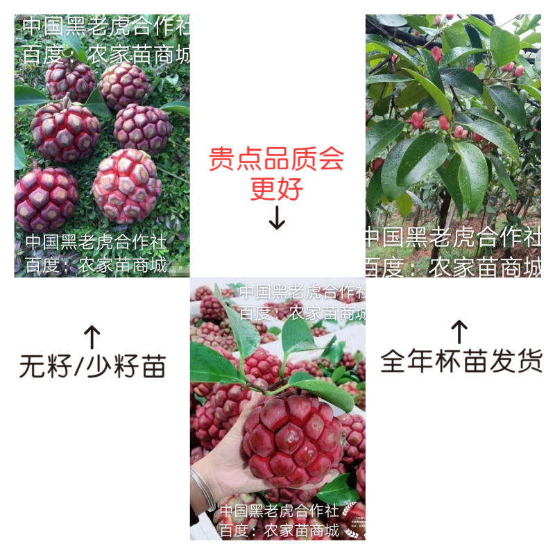 【无籽推广】黑老虎苗10株包邮果包回收~布福娜苗