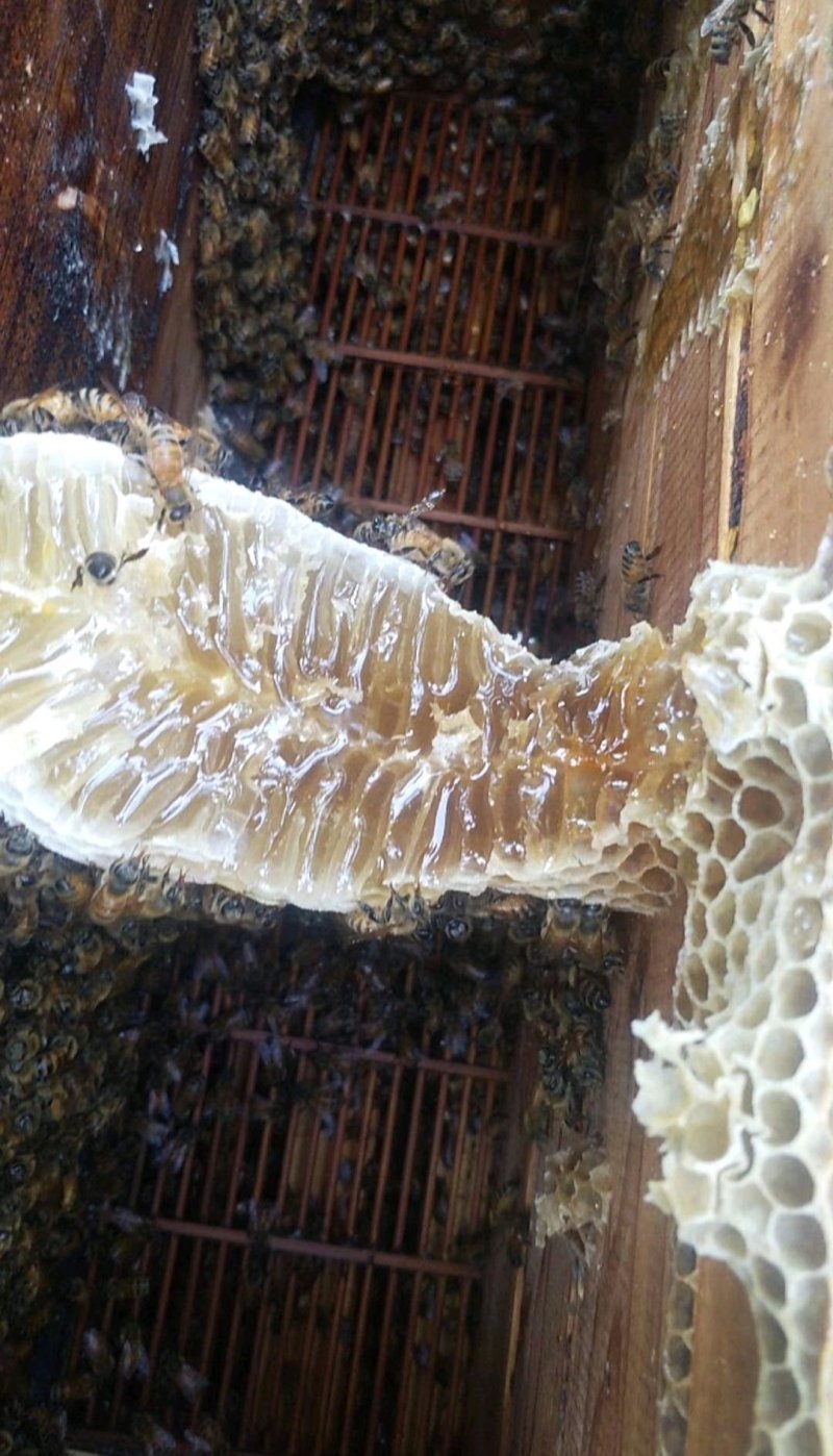 蜂巢蜜【好货推荐】蜂蜜精品盒装蜂巢蜜，无添加蜂巢蜜，