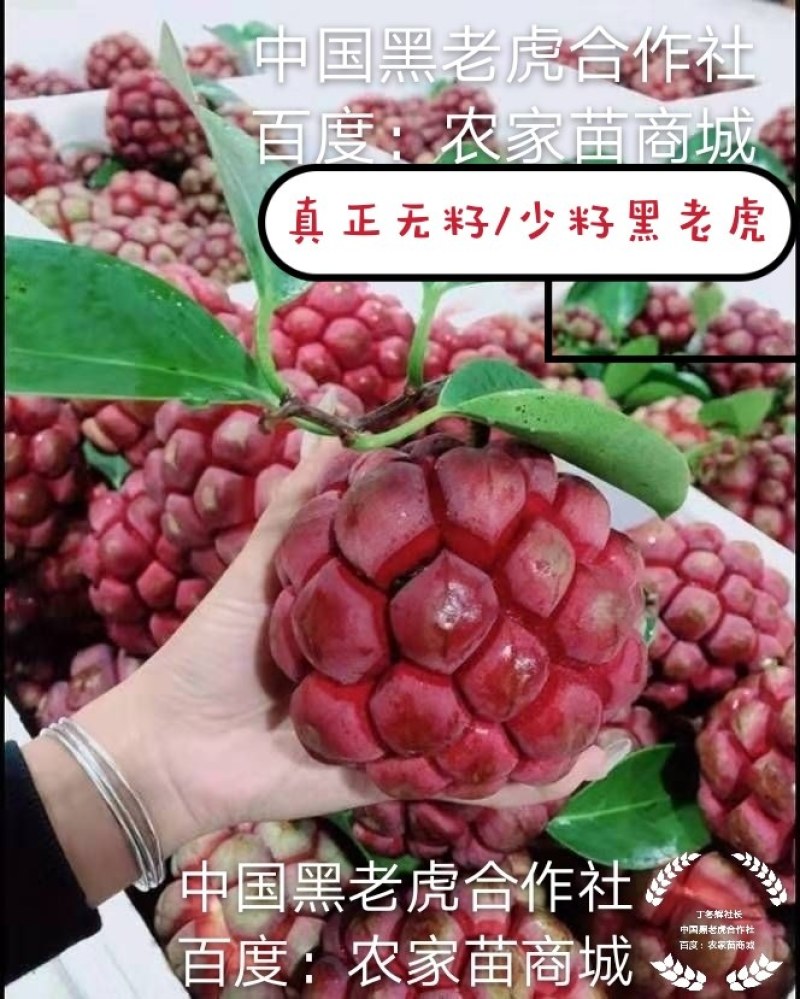 【真正无籽】黑老虎苗布福娜苗中国黑老虎合作社可分期付款