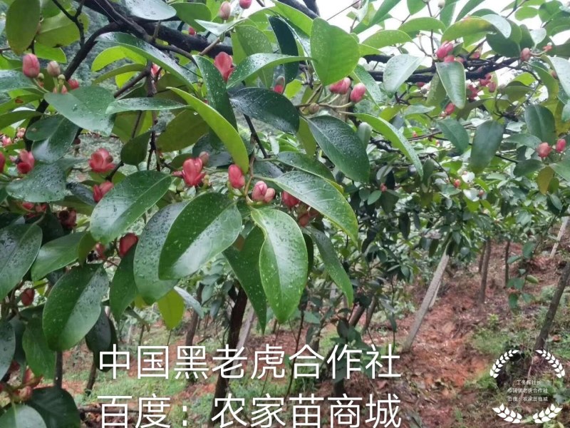 【真正无籽】黑老虎苗布福娜苗中国黑老虎合作社可分期付款