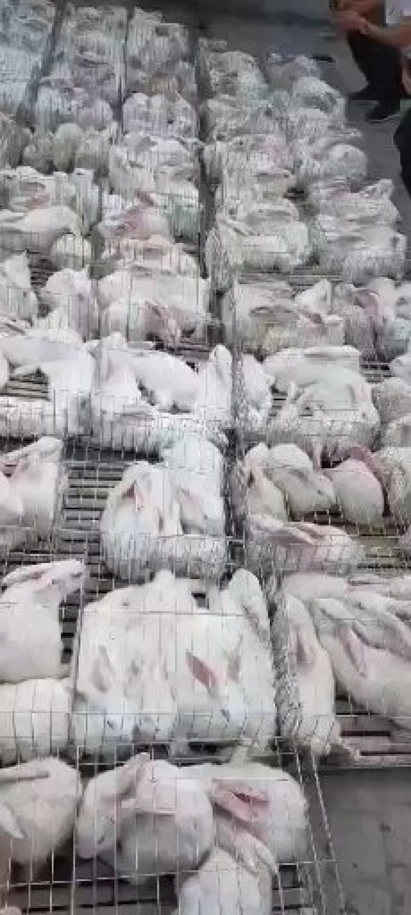 杂交肉兔，比利时新西兰伊拉黑，