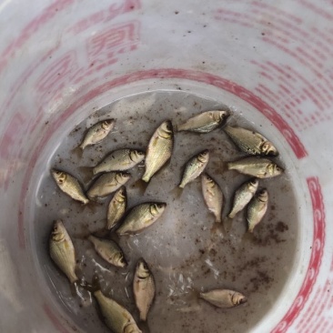 湘云鲫苗真正湖南农科水产研究所产品