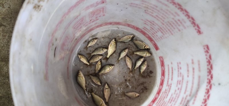 湘云鲫苗真正湖南农科水产研究所产品