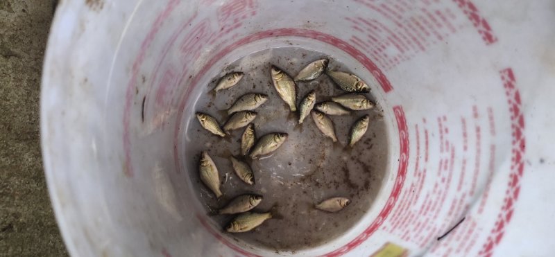 湘云鲫苗真正湖南农科水产研究所产品