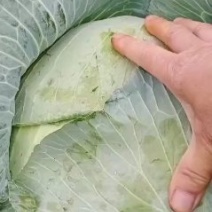 京丰一号遍包菜