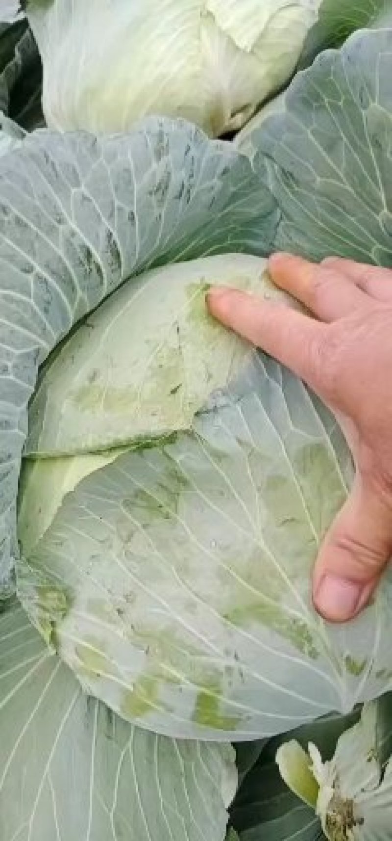 京丰一号遍包菜