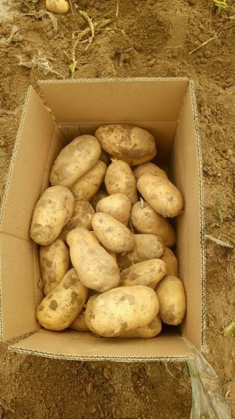 希森6黄皮黄心各个品种都有微系列806.709九恩荷兰