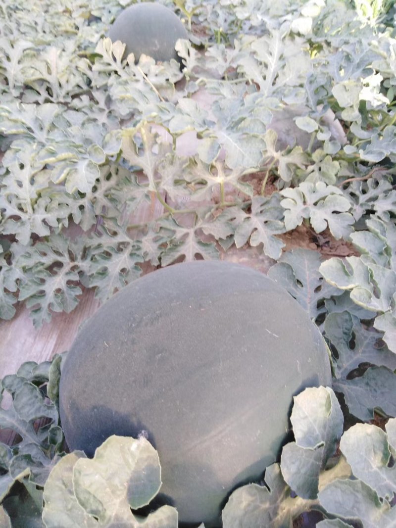 大棚甜王西瓜，陕西甜王西瓜基地，甜王西瓜基地