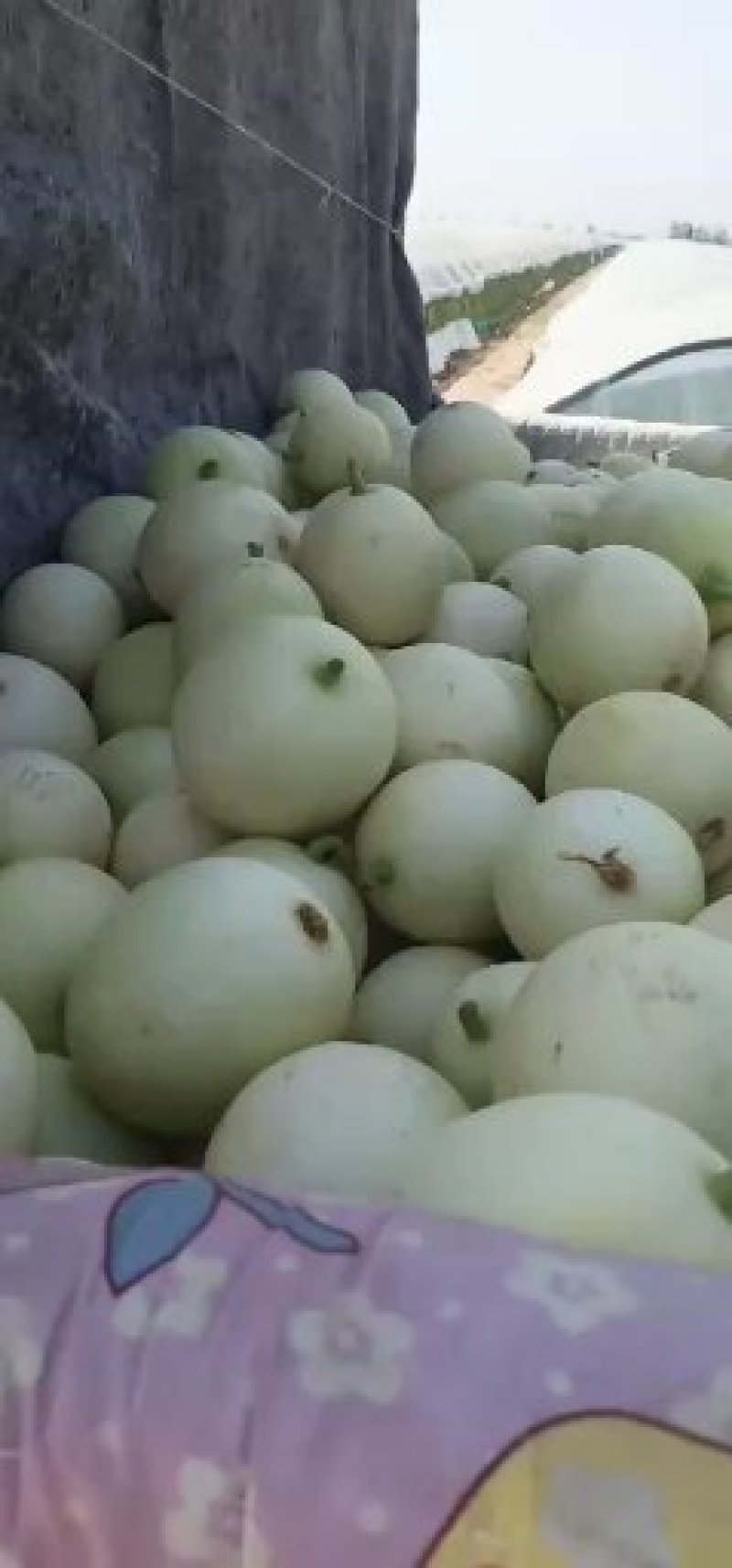 【咨询电话】纸袋苹果行情批发优质