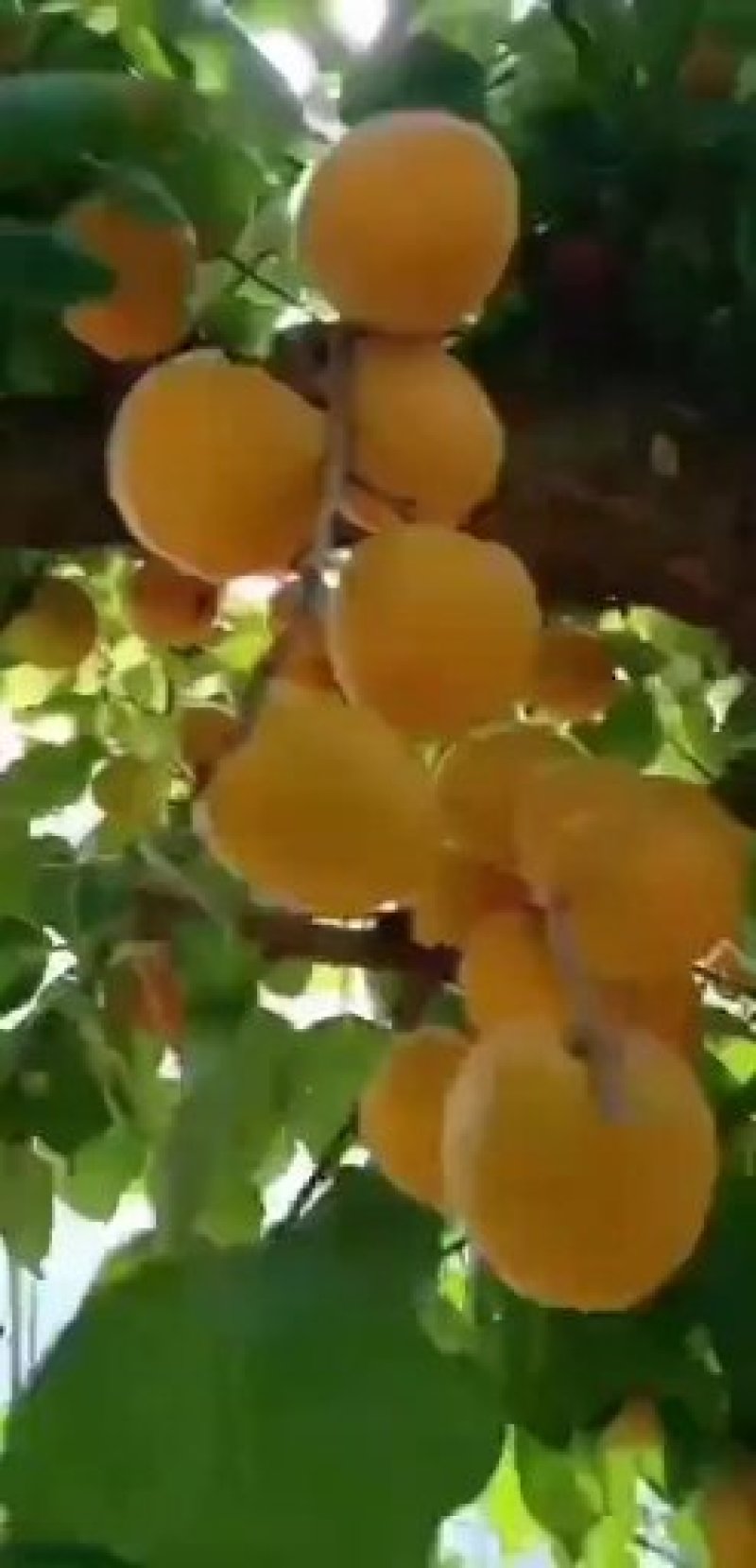 【咨询电话】纸袋苹果行情批发优质