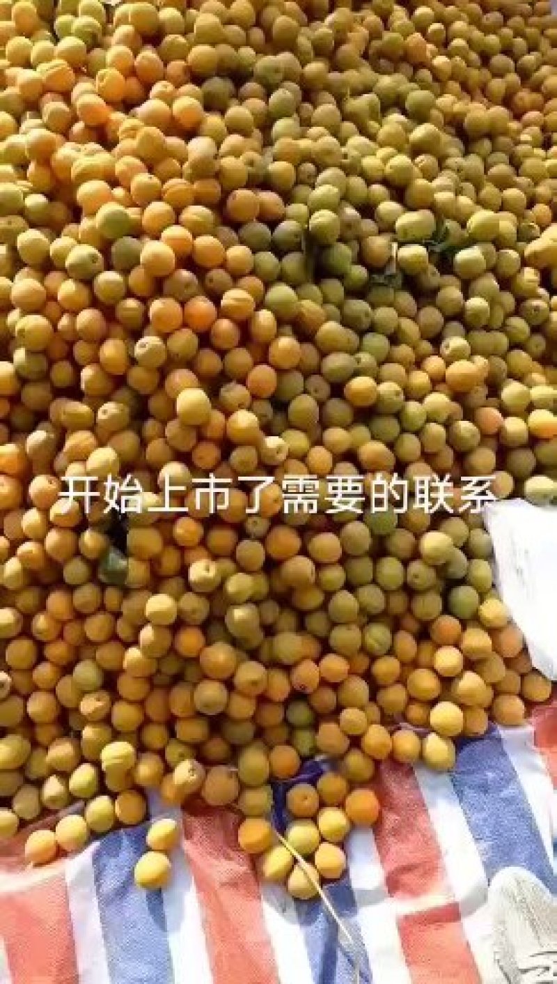 【咨询电话】纸袋苹果行情批发优质