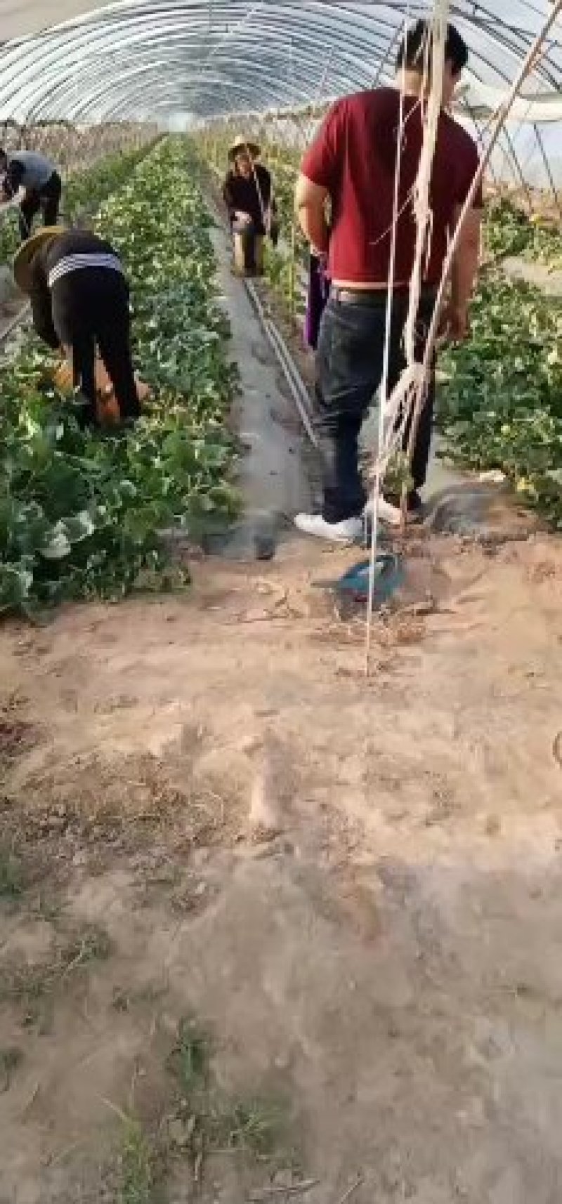 【咨询电话】纸袋苹果行情批发优质