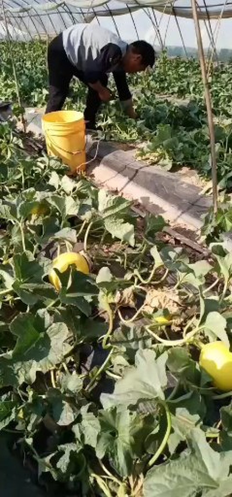 【咨询电话】纸袋苹果行情批发优质