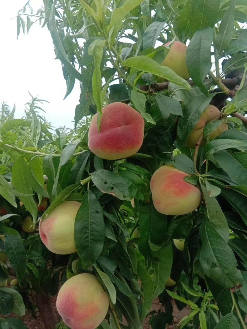 【咨询电话】纸袋苹果行情批发优质