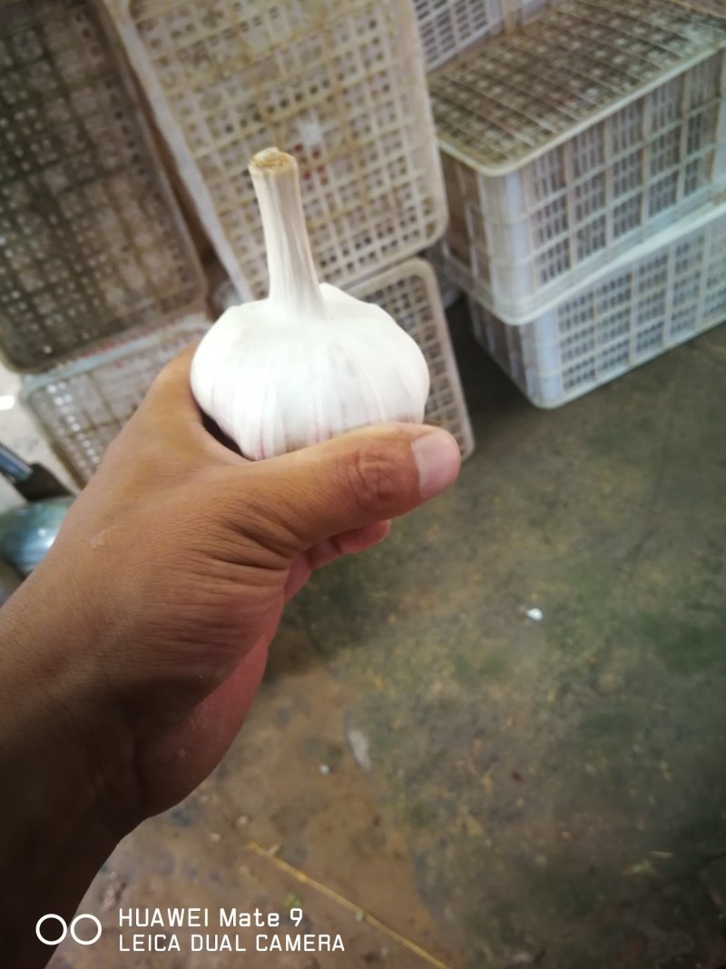 精品大蒜，蒜头，扒皮蒜，紫皮大蒜，把蒜，把子蒜