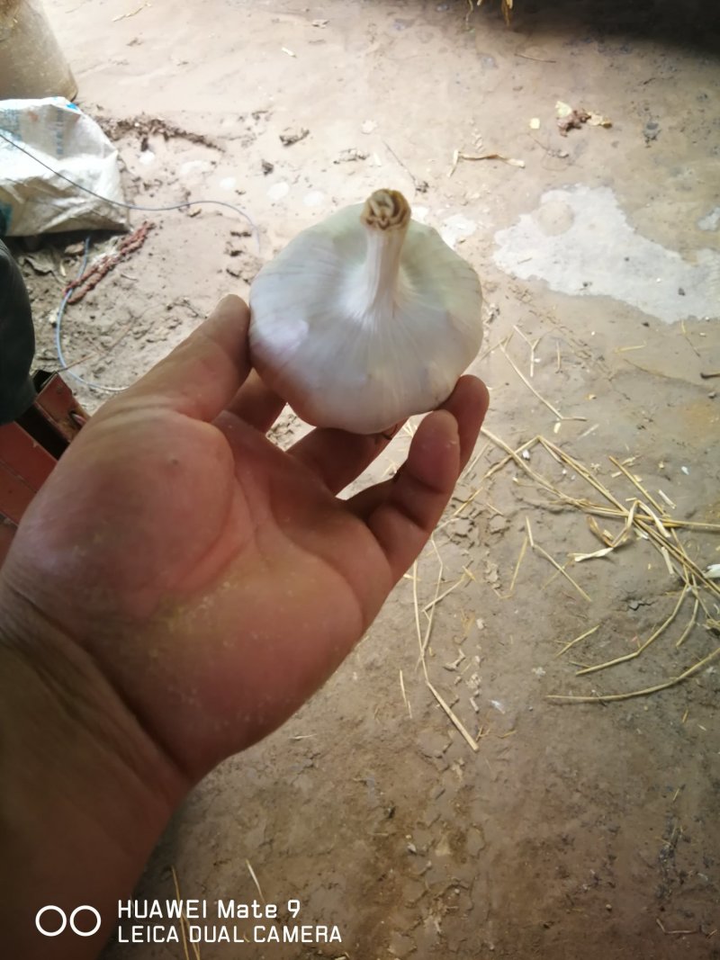 精品大蒜，蒜头，扒皮蒜，紫皮大蒜，把蒜，把子蒜