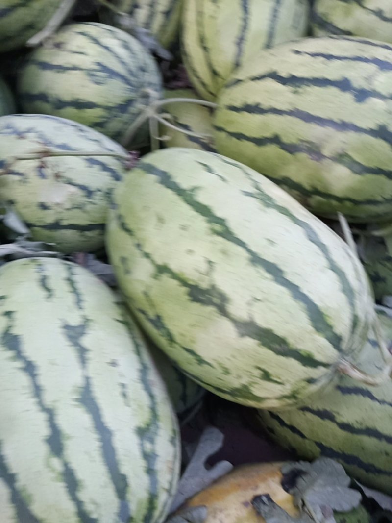 城固县西瓜西农系列很甜口感很甜皮皮溥现在刚上市