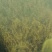 萍逢草荇菜小茨藻眼子菜轮叶黑藻菹草狐尾藻金鱼藻龙须眼子菜