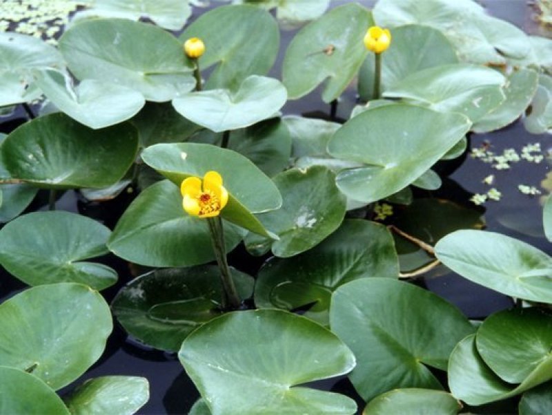 萍逢草荇菜小茨藻眼子菜轮叶黑藻菹草狐尾藻金鱼藻龙须眼子菜