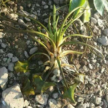 萍逢草荇菜小茨藻眼子菜轮叶黑藻菹草狐尾藻金鱼藻龙须眼子菜