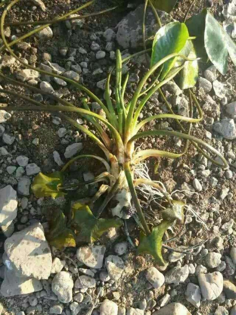 萍逢草荇菜小茨藻眼子菜轮叶黑藻菹草狐尾藻金鱼藻龙须眼子菜