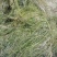 萍逢草荇菜小茨藻眼子菜轮叶黑藻菹草狐尾藻金鱼藻龙须眼子菜