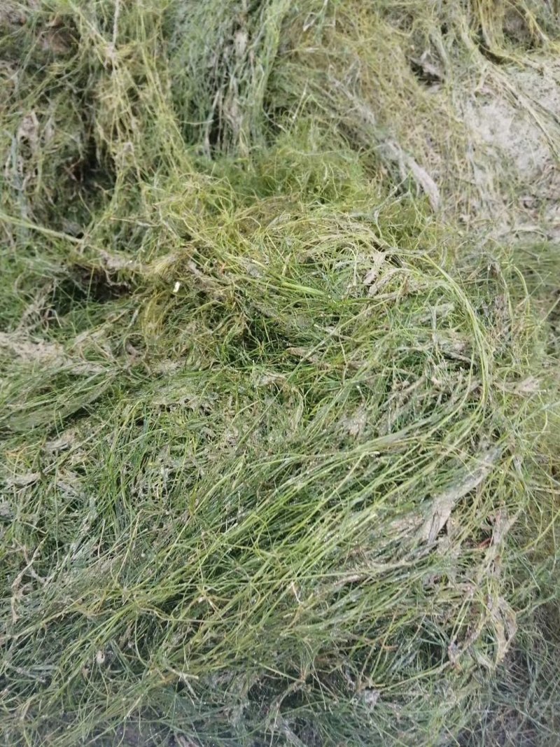 萍逢草荇菜小茨藻眼子菜轮叶黑藻菹草狐尾藻金鱼藻龙须眼子菜
