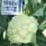 花菜种子，青梗有机花菜小米粒.松花菜品种种子