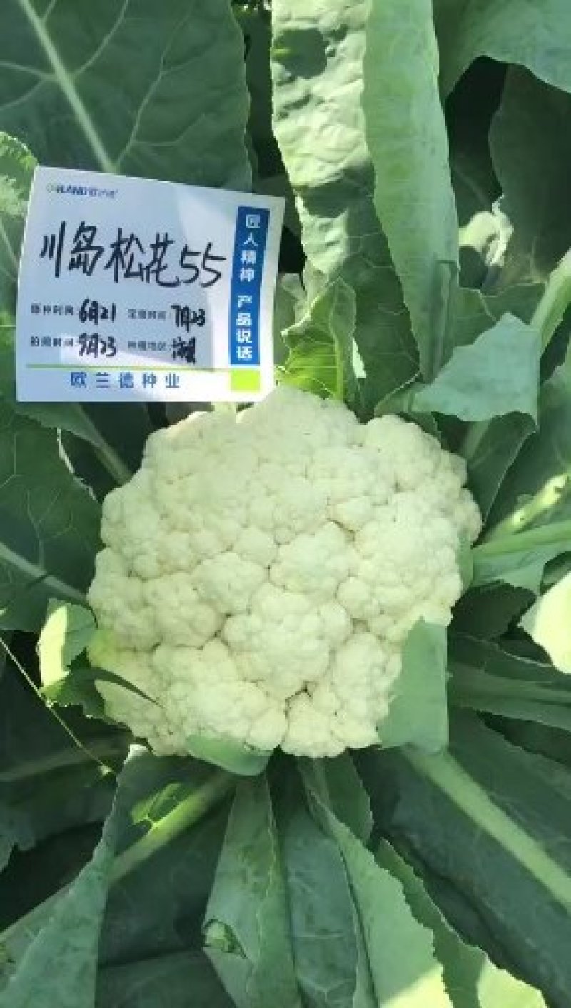 花菜种子，青梗有机花菜小米粒.松花菜品种种子