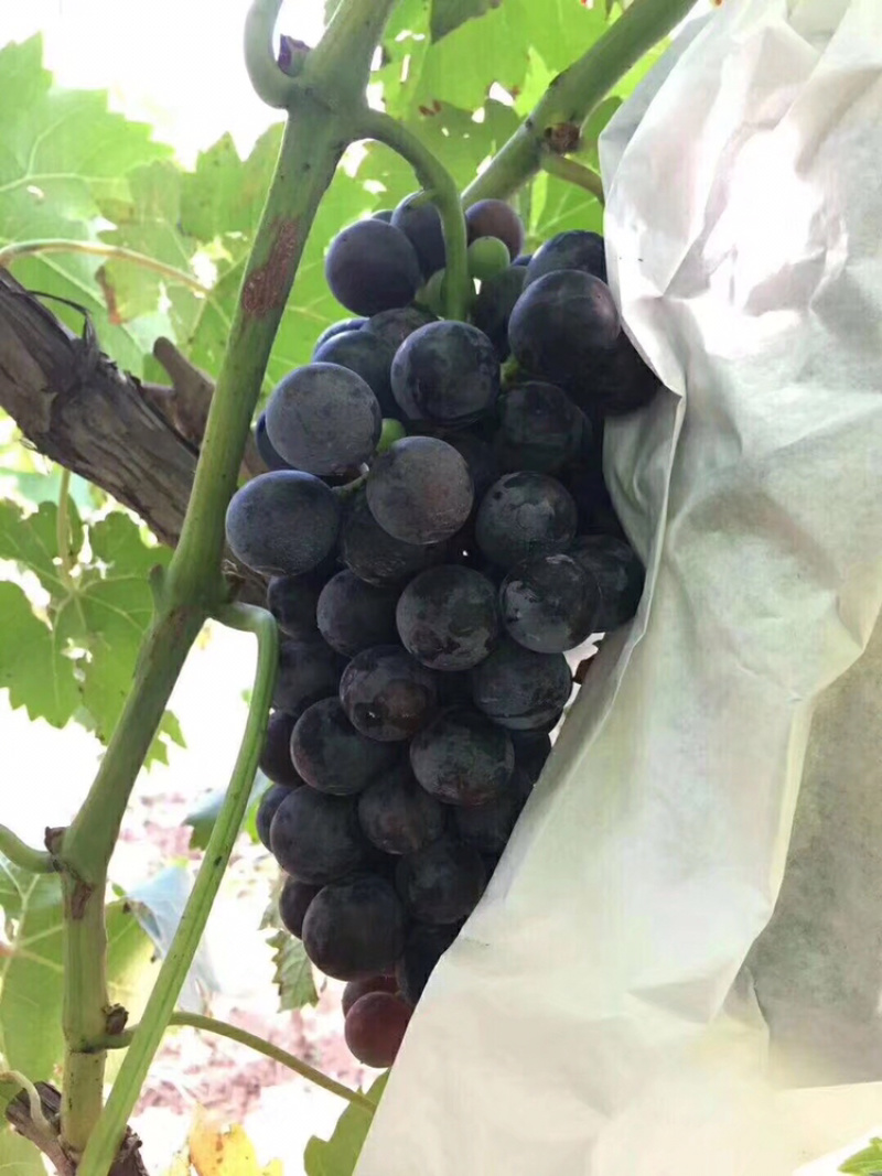 夏黑葡萄
