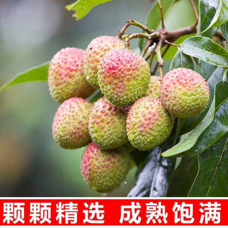 妃子笑荔枝，果园现摘应季当季荔枝水果整箱