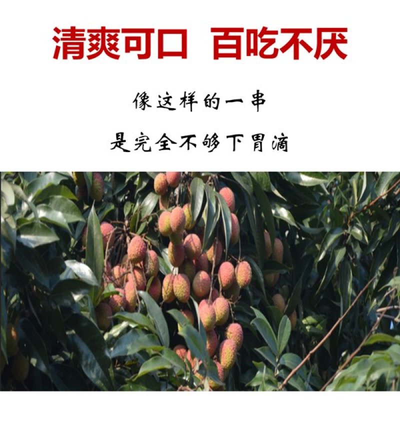 妃子笑荔枝，果园现摘应季当季荔枝水果整箱